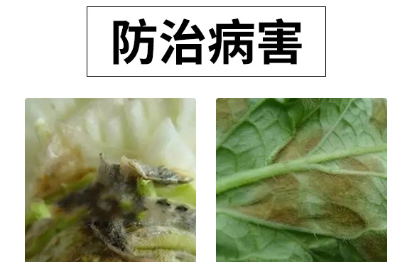 微生物肥-白菜甘藍病鏟除-瑞豐德 微生物肥-白菜甘藍病鏟除-瑞豐德