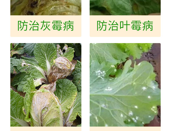 微生物肥-白菜甘藍病鏟除-瑞豐德 微生物肥-白菜甘藍病鏟除-瑞豐德