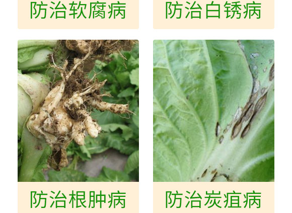 微生物肥-白菜甘藍病鏟除-瑞豐德 微生物肥-白菜甘藍病鏟除-瑞豐德