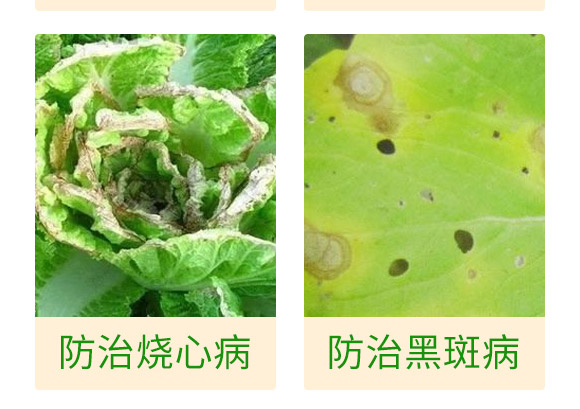 微生物肥-白菜甘藍病鏟除-瑞豐德 微生物肥-白菜甘藍病鏟除-瑞豐德