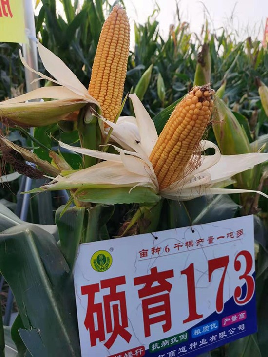 T1734500-׷N-̵NI(y)