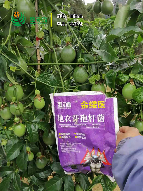 金缕d芽孢杆?聚无?.jpg