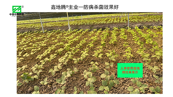 效果展示_03.png