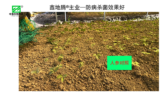 效果展示_04.png