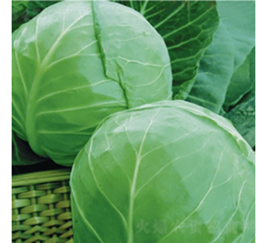 荷蘭綠球9號(hào)-甘藍(lán)種子-金品農(nóng)業(yè)