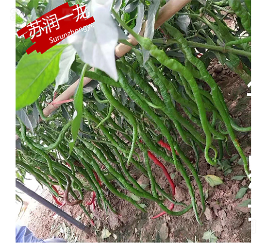 蘇潤一龍-辣椒種子-蘇潤種業(yè)