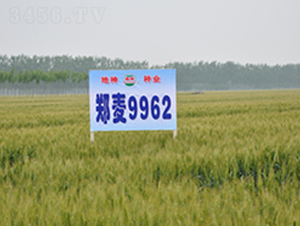 9962-СN-rl(f)