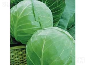 荷蘭綠球9號(hào)-甘藍(lán)種子-金品農(nóng)業(yè)